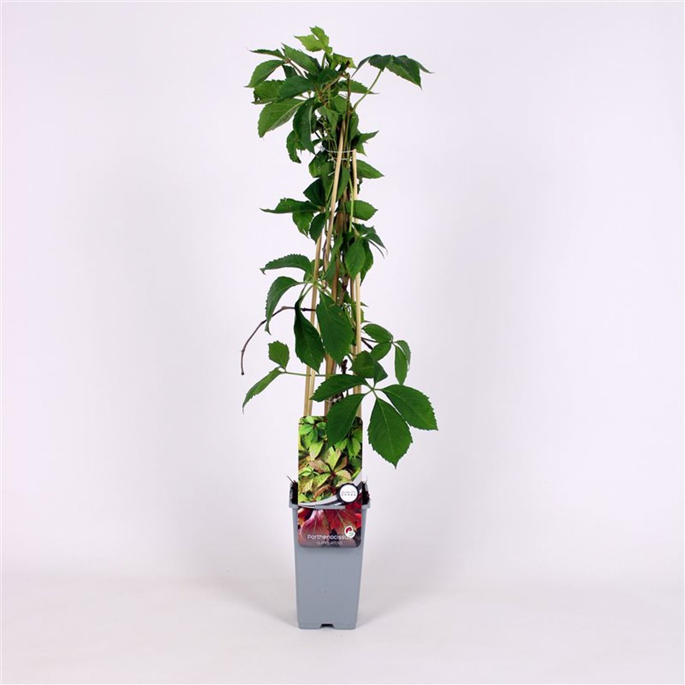 Parthenocissus quinquefolia - C2 70/+ CM